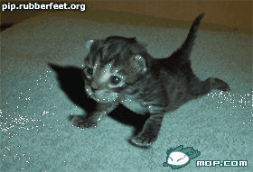 2.gif