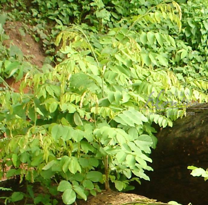 黄花梨树 树叶实拍 越南黄花梨树叶 大果紫檀(缅甸花梨木)树叶实拍